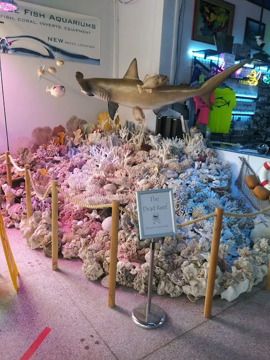 Blue Fish Aquariums Picture 8