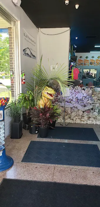 Blue Fish Aquariums Picture 9