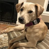 Hampden Veterinary Clinic ico