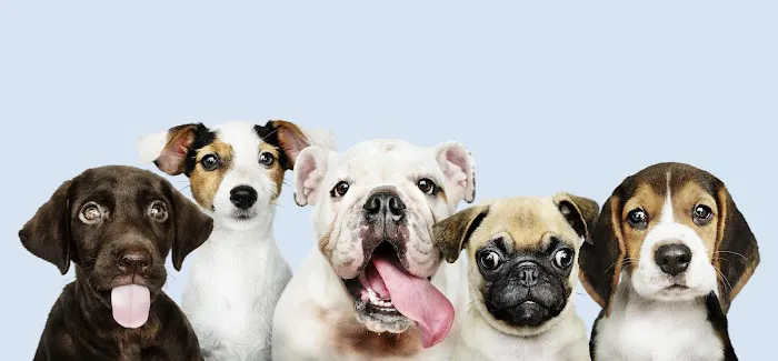 McChewys Pet Shop Picture 1