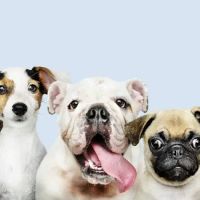 McChewys Pet Shop ico