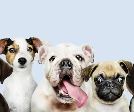 McChewys Pet Shop