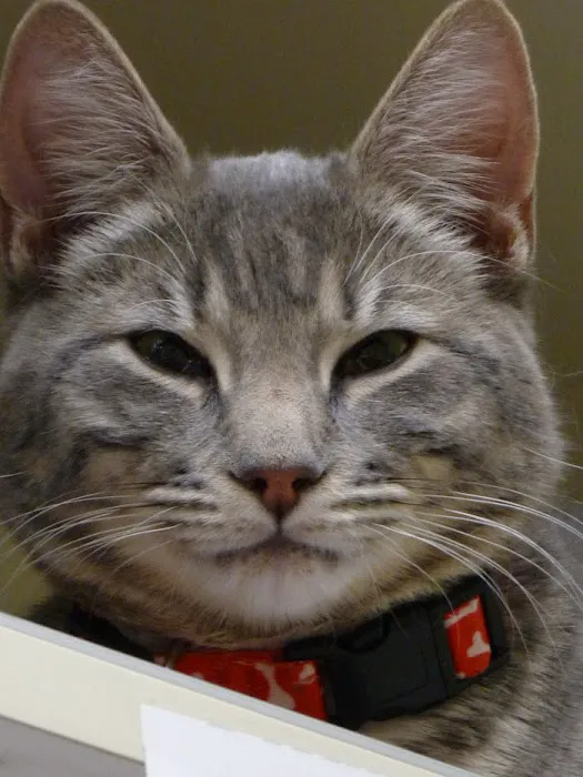 VCA Valley Animal Hospital Picture 7