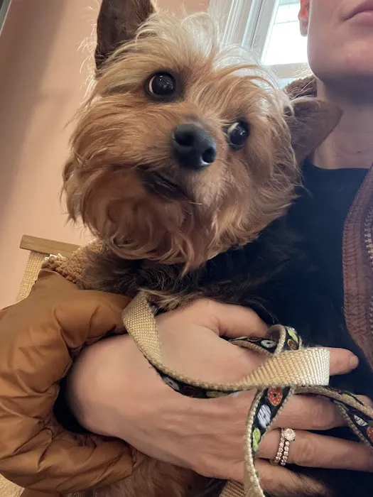 Connecticut Mobile Veterinary Services, LLC Picture 4
