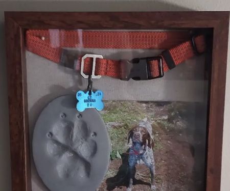 Connecticut Mobile Veterinary Services, LLC