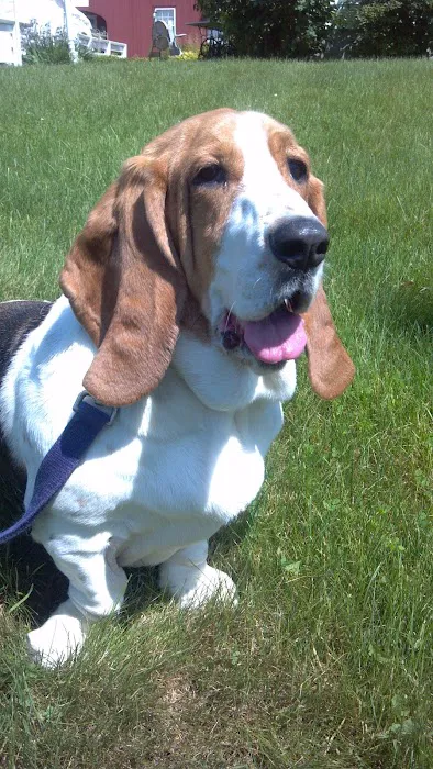 Connecticut Mobile Veterinary Services, LLC Picture 5
