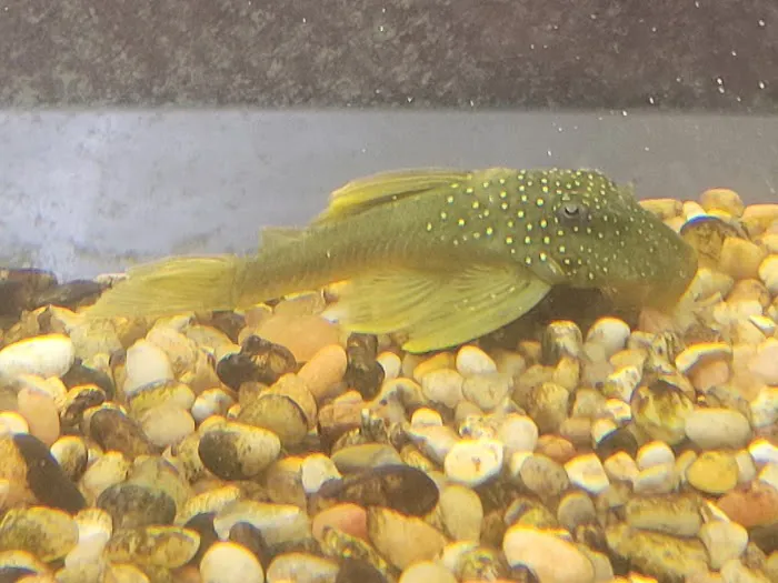 Rainy Day Fish LLC Picture 9