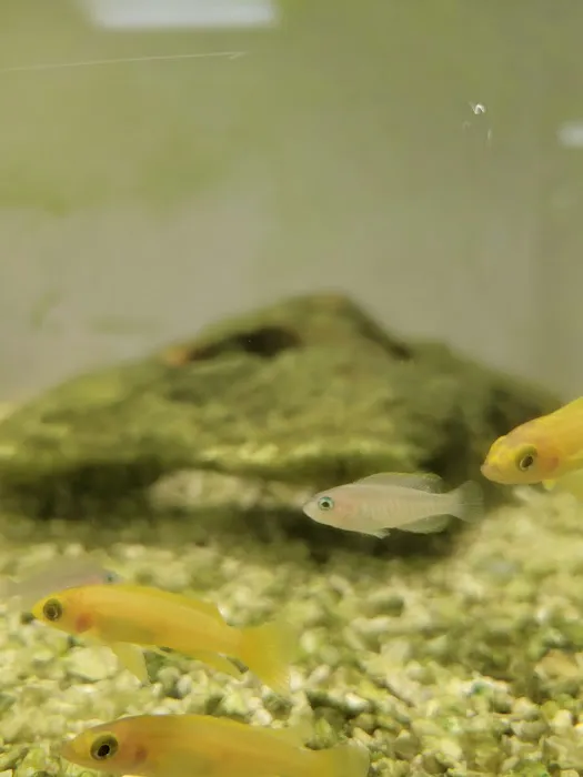 Rainy Day Fish LLC Picture 10