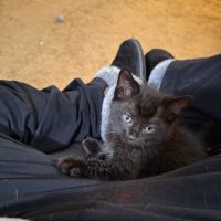 Enfield Animal Hospital ico