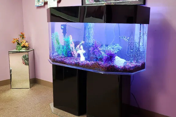 Aquarium Services Inc. Picture 3