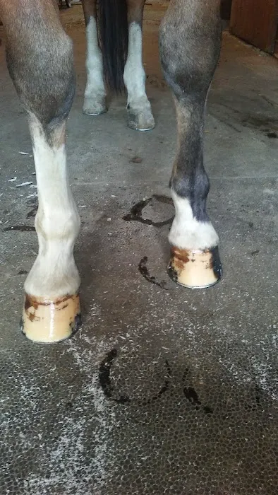 Stewart Equine Clinic Picture 4