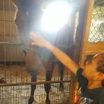 Stewart Equine Clinic