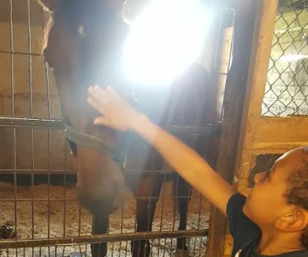 Stewart Equine Clinic