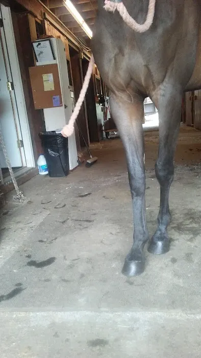 Stewart Equine Clinic Picture 8