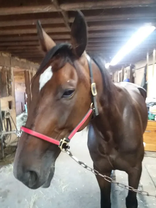 Stewart Equine Clinic Picture 6