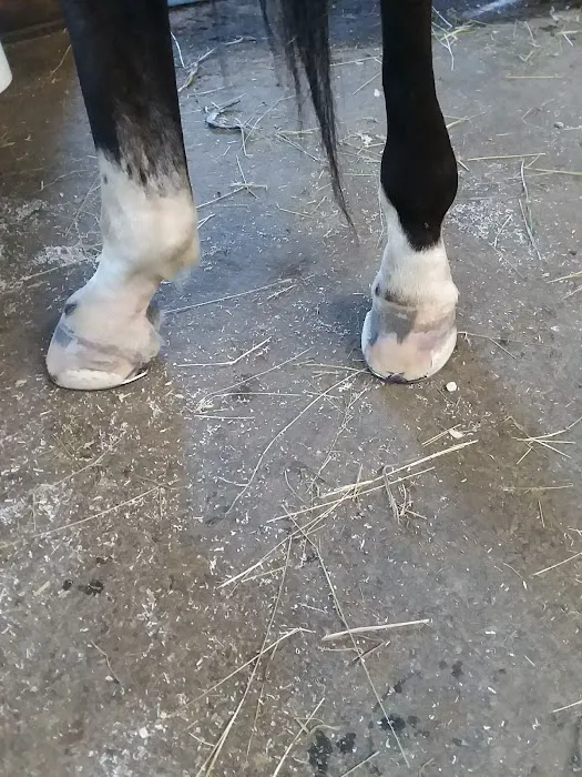 Stewart Equine Clinic Picture 5
