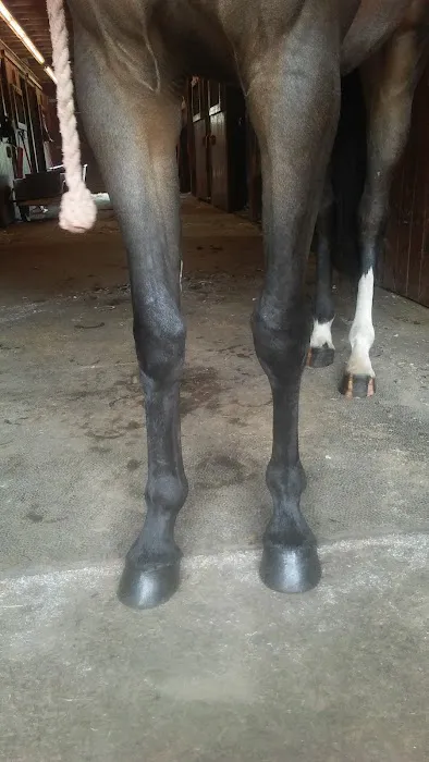 Stewart Equine Clinic Picture 9