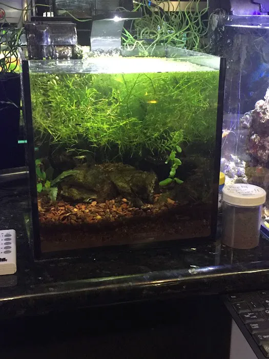 Ryan's Aquarium Cleaning Picture 6