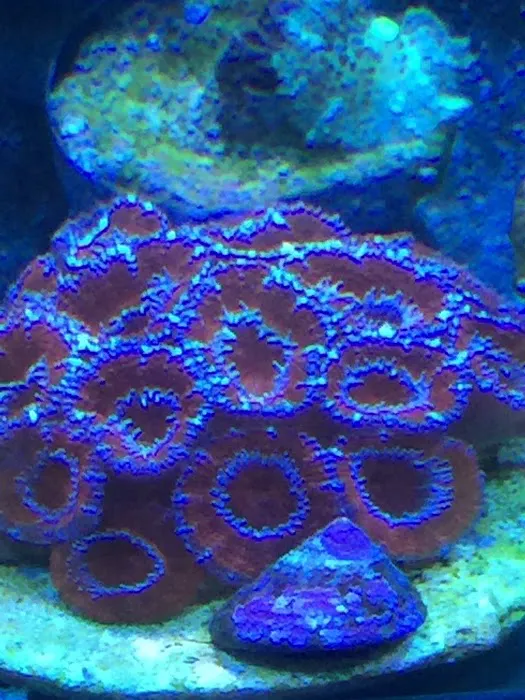 Ryan's Aquarium Cleaning Picture 7