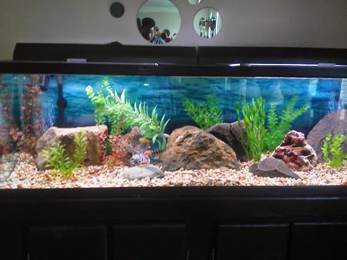Ryan's Aquarium Cleaning Picture 2