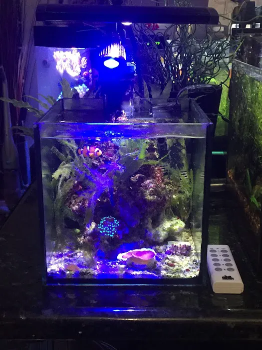 Ryan's Aquarium Cleaning Picture 5