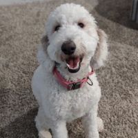 Animal Care Experts Veterinary Hospital ico