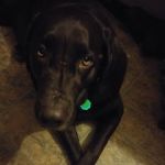 Webster Lake Veterinary Hospital