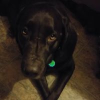 Webster Lake Veterinary Hospital ico