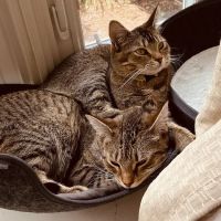 Petcare Veterinary Services ico