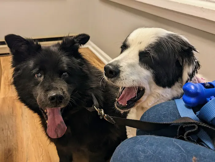 Petcare Veterinary Services Picture 6