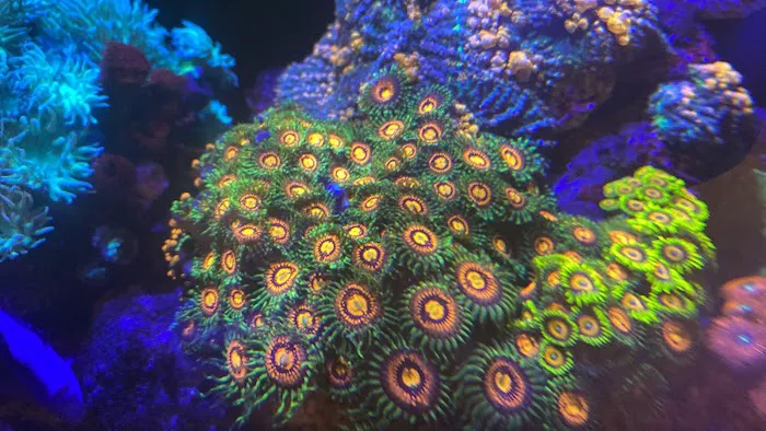 Tidewalker Aquarium Service Picture 1