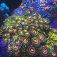 Tidewalker Aquarium Service ico