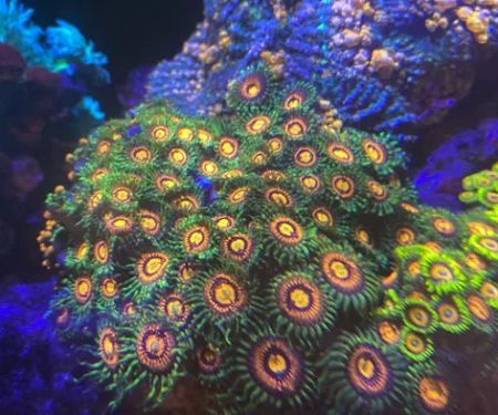 Tidewalker Aquarium Service