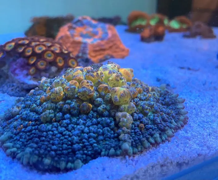 Tidewalker Aquarium Service Picture 10