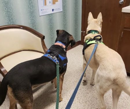 Farmington Animal Hospital