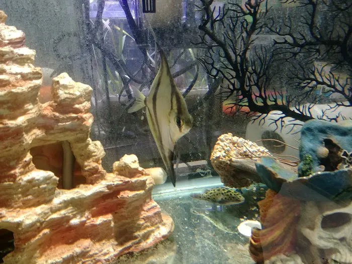 Boggs Aquatics Picture 6