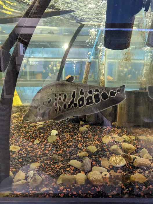 Boggs Aquatics Picture 3