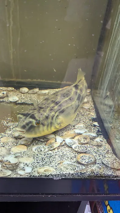 Boggs Aquatics Picture 5