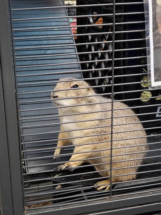 Pet Paradise Picture 4