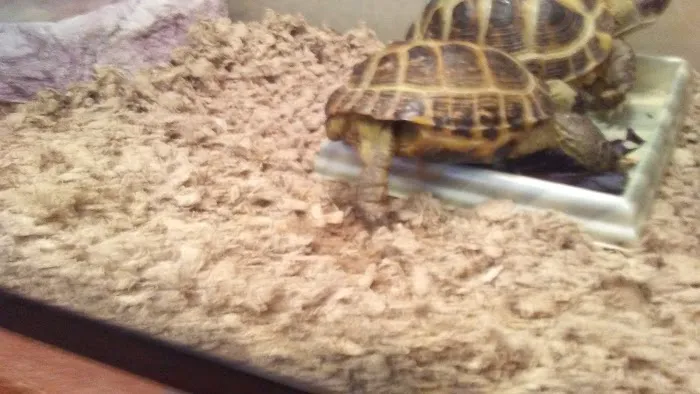 Pet Paradise Picture 2