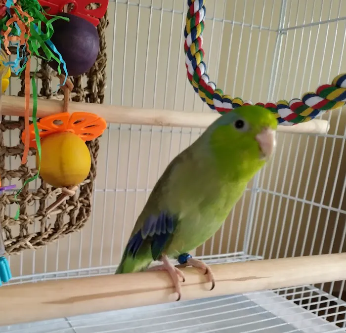 Pet Paradise Picture 6