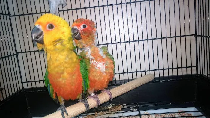 Pet Paradise Picture 9