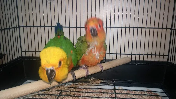 Pet Paradise Picture 8