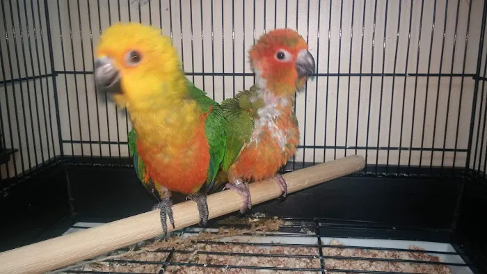 Pet Paradise Picture 10