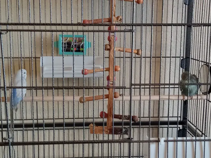 Pet Paradise Picture 5