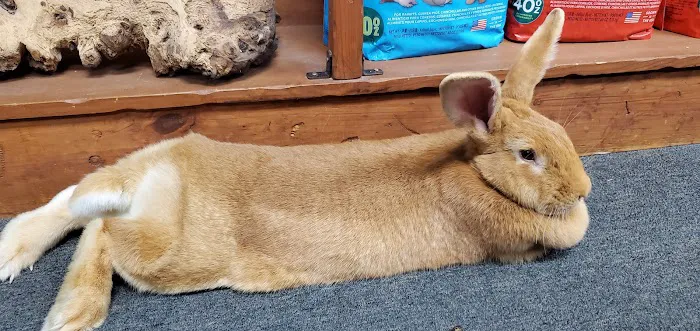 Pet Paradise Picture 7