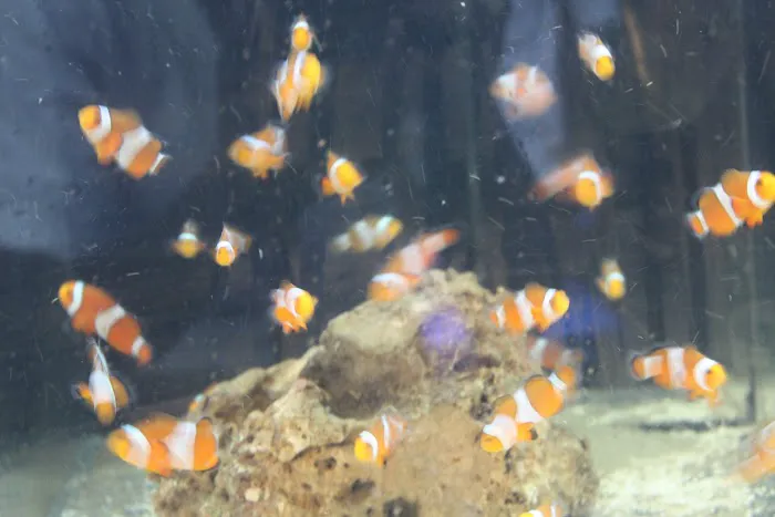 Jurassic Aquatics & Pets Picture 4
