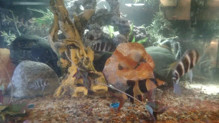 Jurassic Aquatics & Pets Picture 6