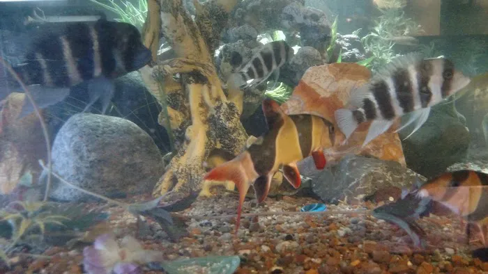 Jurassic Aquatics & Pets Picture 9