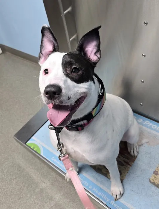 Beacon Valley Animal Hospital Picture 3